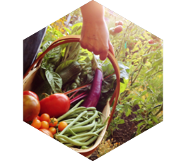 Seminário Espiritualidade nos Alimentos | 27 de Janeiro de 2026 | ONLINE