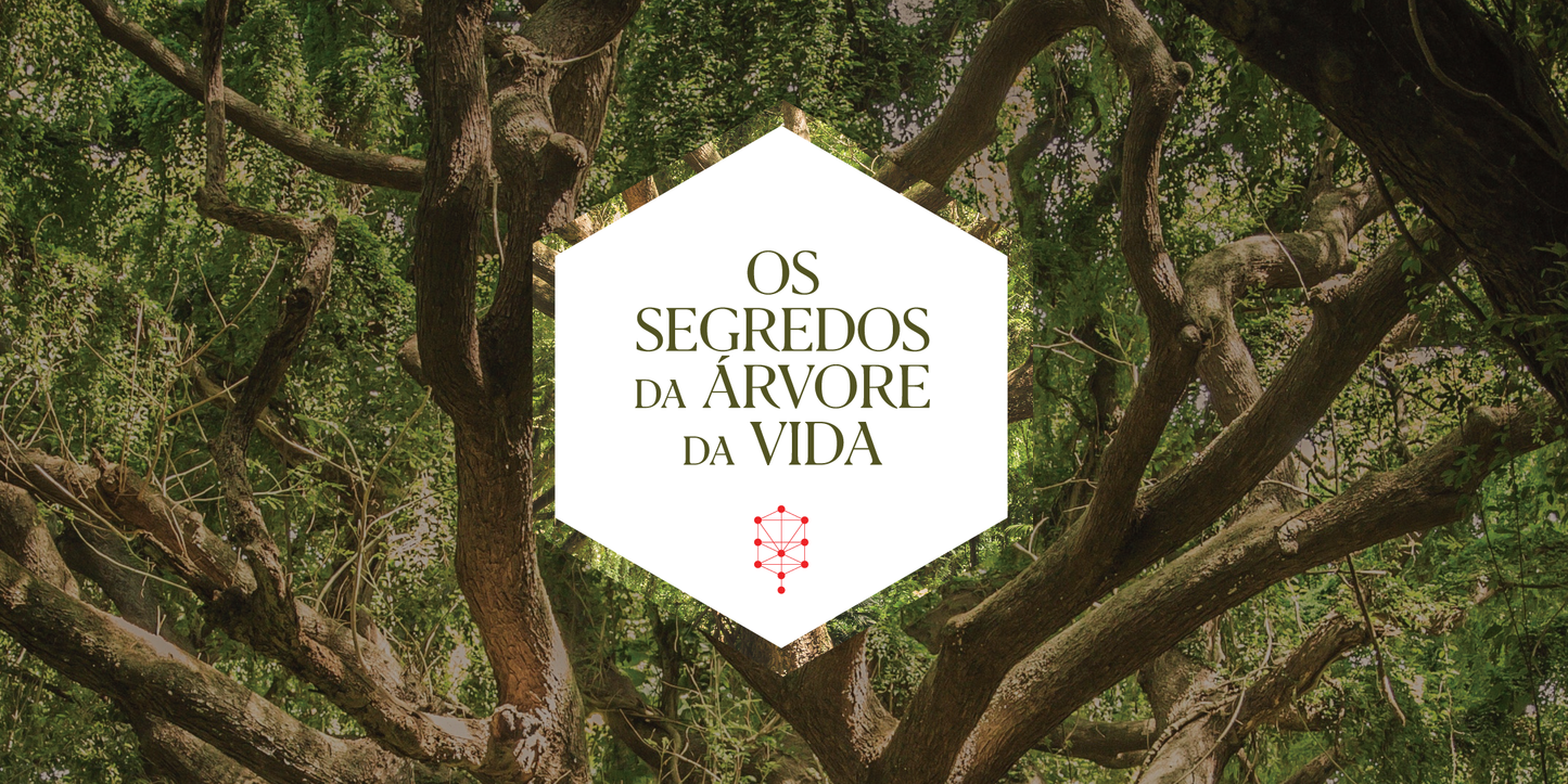Árvore da Vida | 3 de Novembro de 2025 | PRESENCIAL | SP